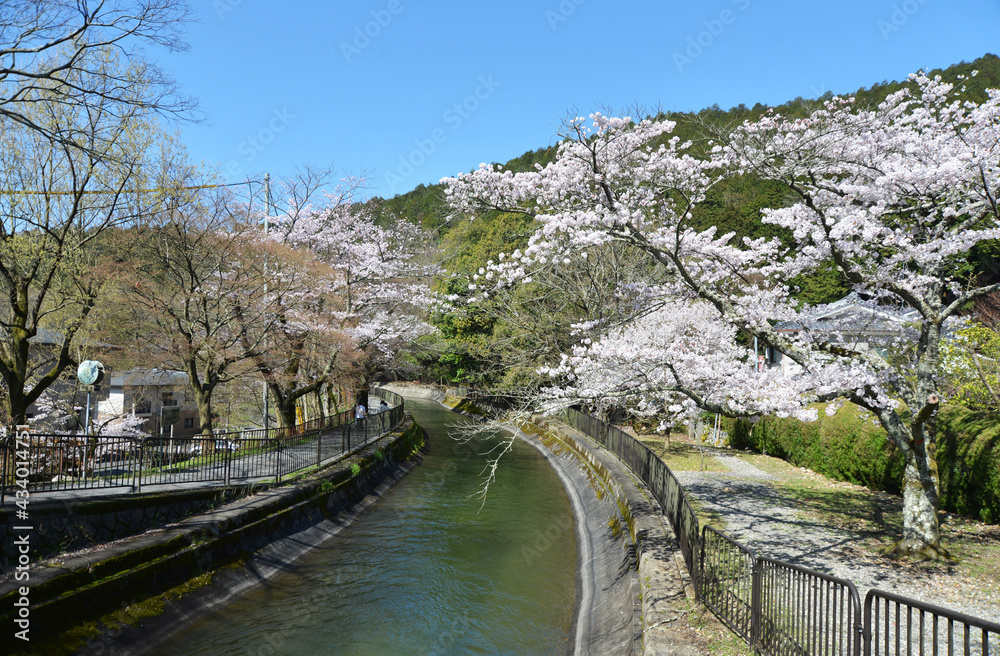 Fototapeta premium 春の山科疏水 京都市山科区