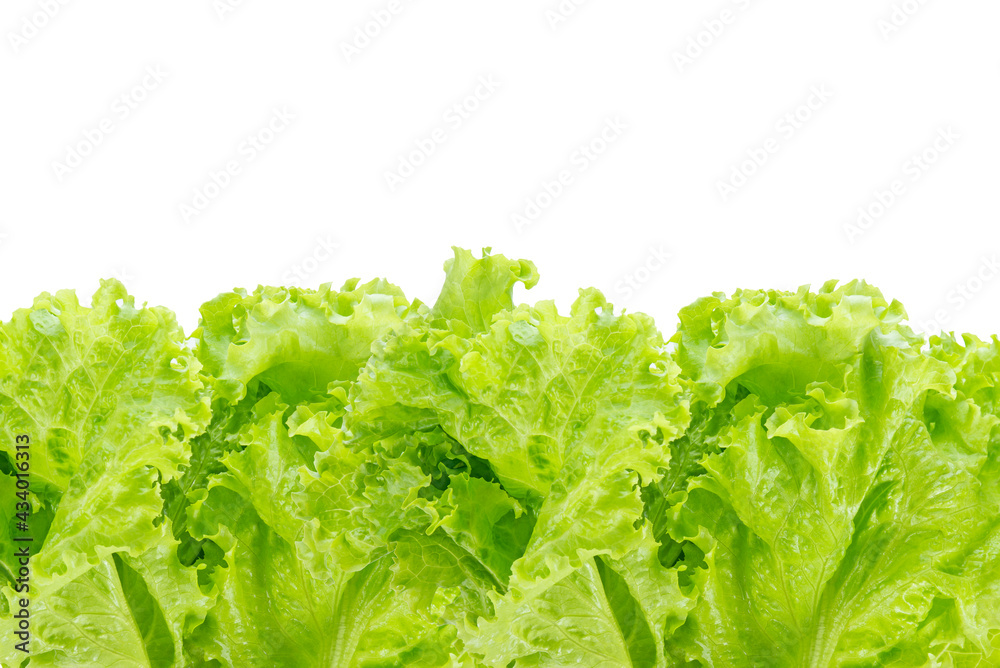 Salad leaf. Lettuce isolated on white background. Salad leaf. Lettuce isolated on white background.