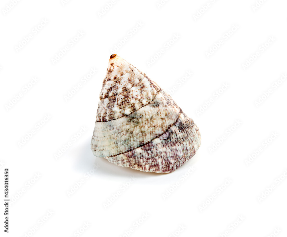 shell isolated on a white background shell isolated on a white background