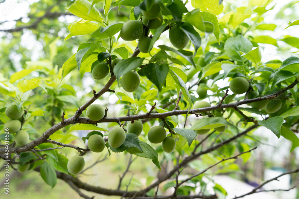 orchard, round, close-up, food, delicious, produce, closeup, ripening, fresh, sweet, detail, bunch, juicy, growth, leaf, tree, red, growing, agriculture, summer, fruit, branch, ripe, agronomy, natural