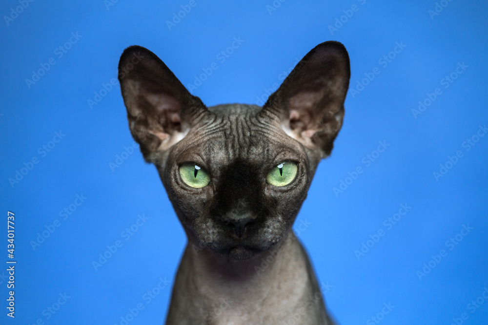 Hairless Canadian Sphynx cat - breed of cat known for its lack of fur. Close-up portrait of mystical cat on blue background. Looking at camera.