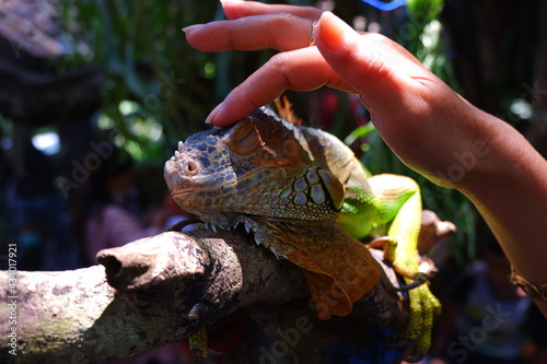 iguana