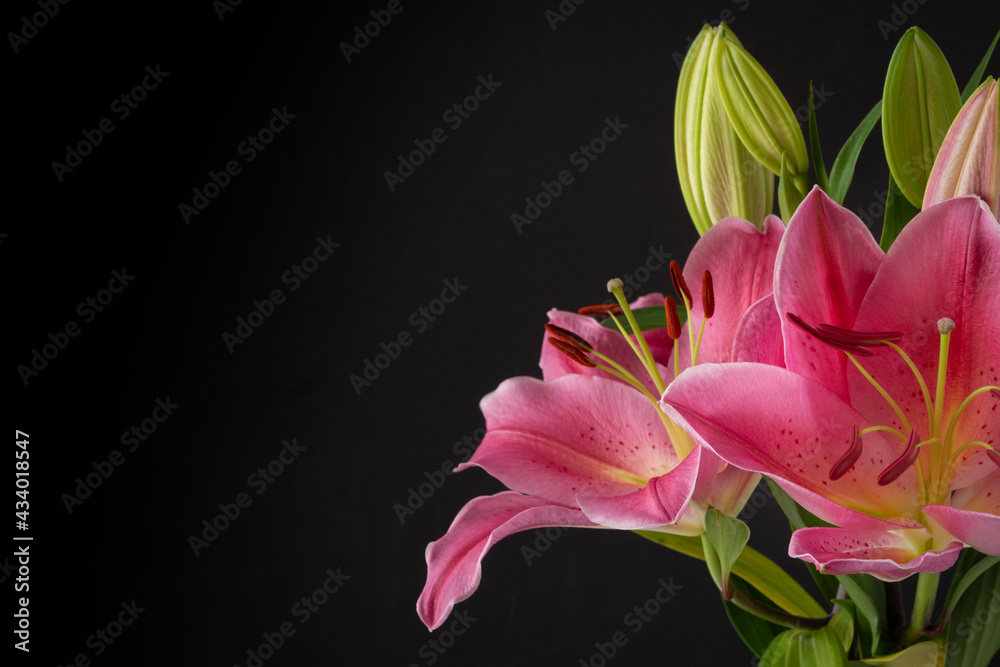 Close Up of Pink Lilies against a Dark Background with Copy Space