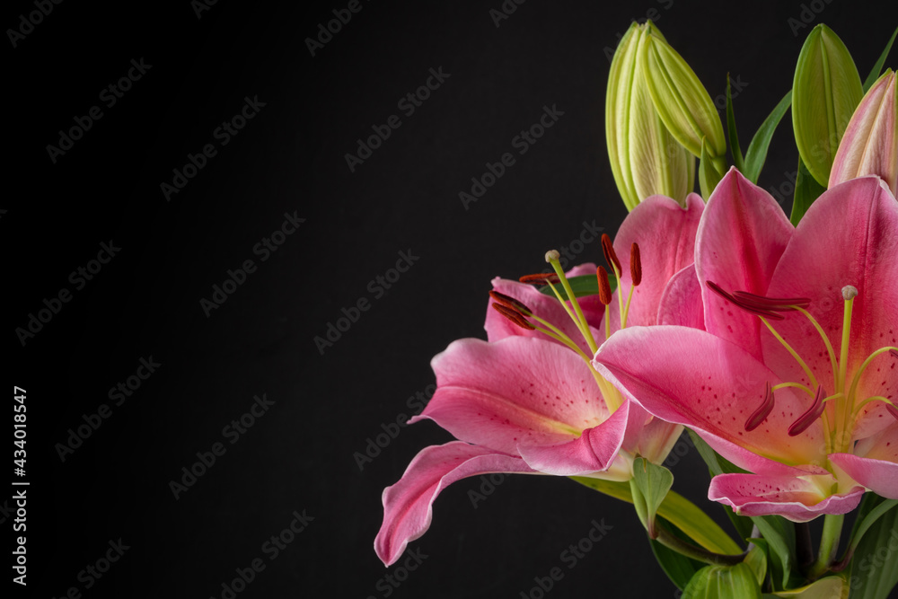 Close Up of Pink Lilies against a Dark Background with Copy Space Close Up of Pink Lilies against a Dark Background with Copy Space