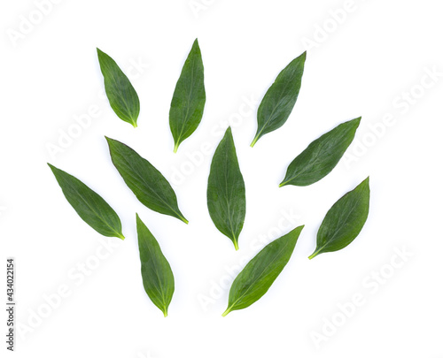Fresh Kariyat,Andrographis paniculata leaves e on white background
