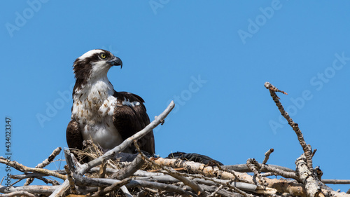 Osprey (Pandion haliaetus) bird perched in a nest background
