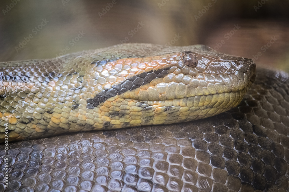 A headshot close-up of Green Anaconda (Eunectes murinus) in zoo enclosure. A headshot close-up of Green Anaconda (Eunectes murinus) in zoo enclosure.