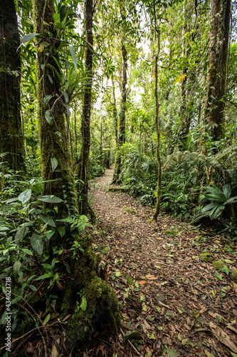 path in the tropical forest