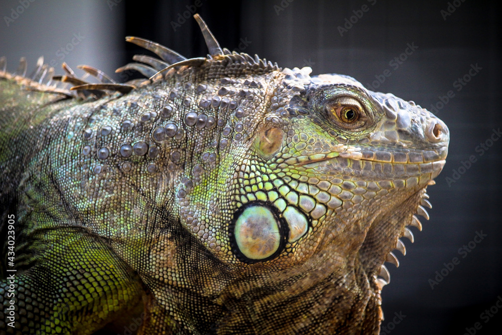 Fototapeta premium A headshot of Green Iguana (Iguana iguana).