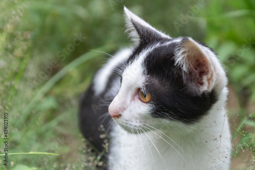 A cute little cat looking in the meadow
