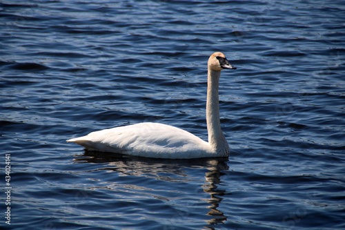 swan on the lake