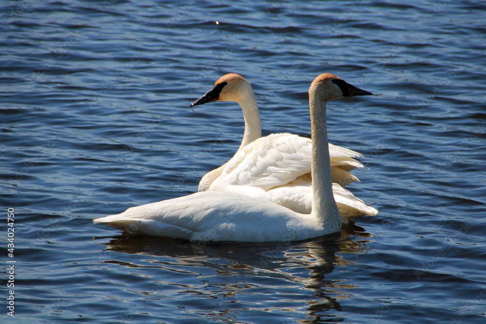 swan on the lake swan on the lake