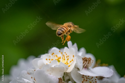 Clear view of a pollen sac on the hind leg of a Western Honeybee (Apis mellifera). Raleigh, North Carolina.