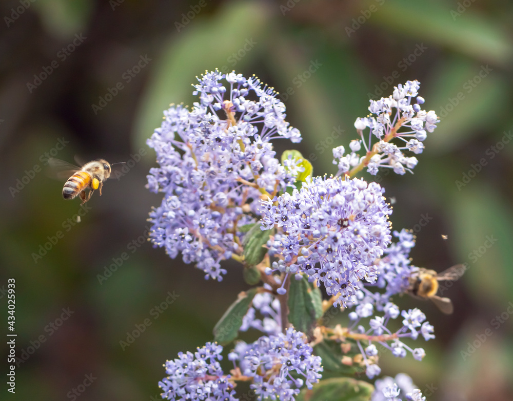 Two Bees pollinating California lilacs in Echo Mountain Two Bees pollinating California lilacs in Echo Mountain
