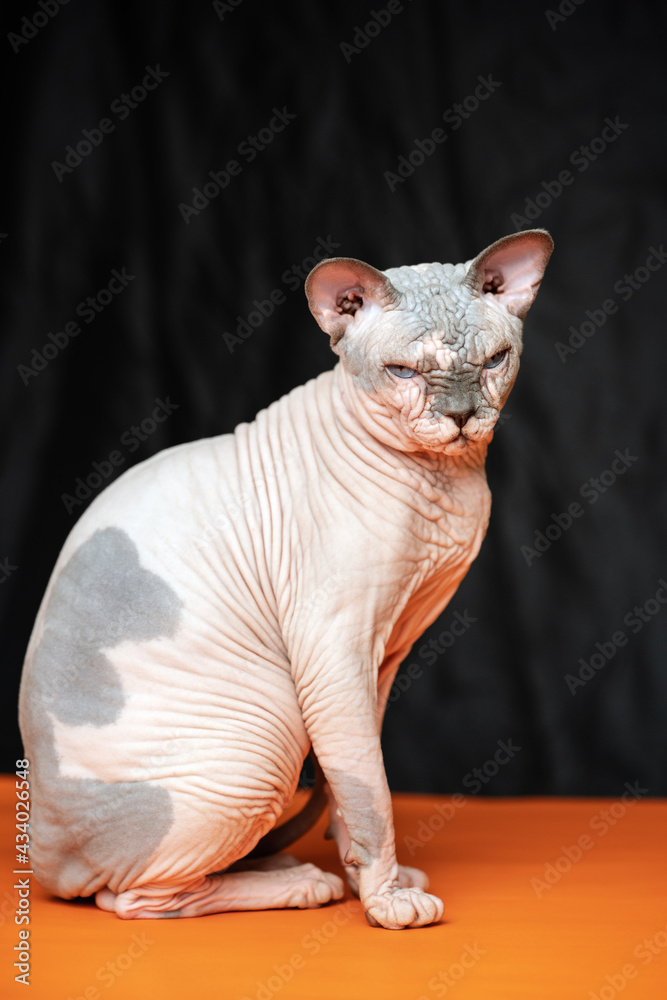 Cute hairless Canadian Sphynx cat - breed of cat known for its lack of fur. Full length portrait of male cat on black and orange background.