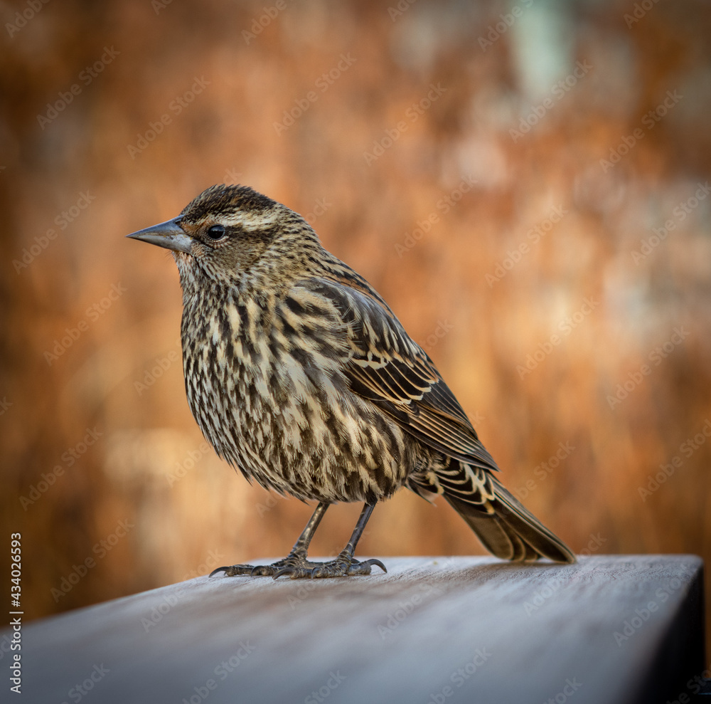 Fototapeta premium sparrow on a bench