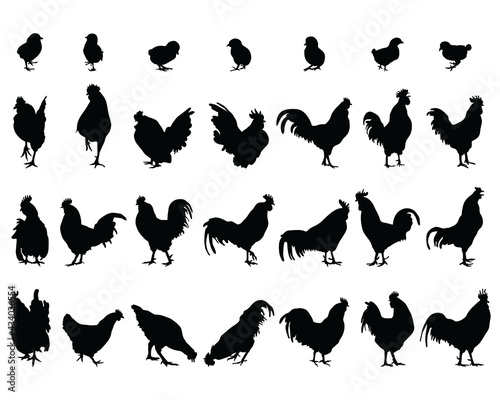 Black silhouettes of roosters, hens and chickens on a white background