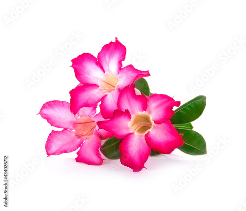  frangipani pink fiower on white background.