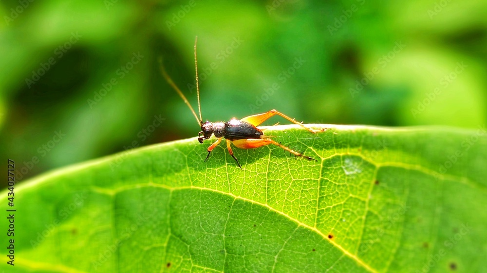 A brown cricket nymph is foraging on a leaf A brown cricket nymph is foraging on a leaf