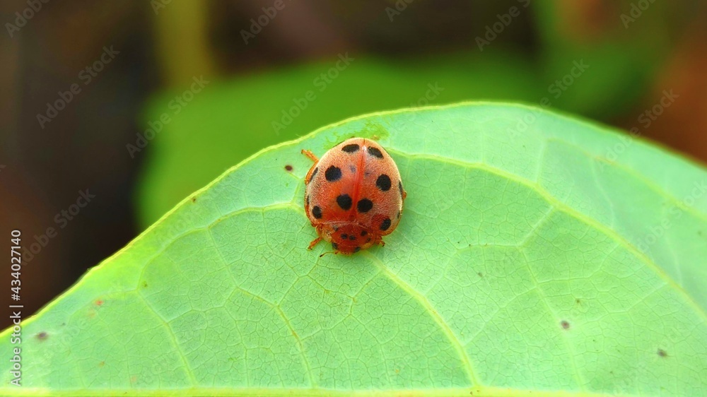 ladybug on leaf