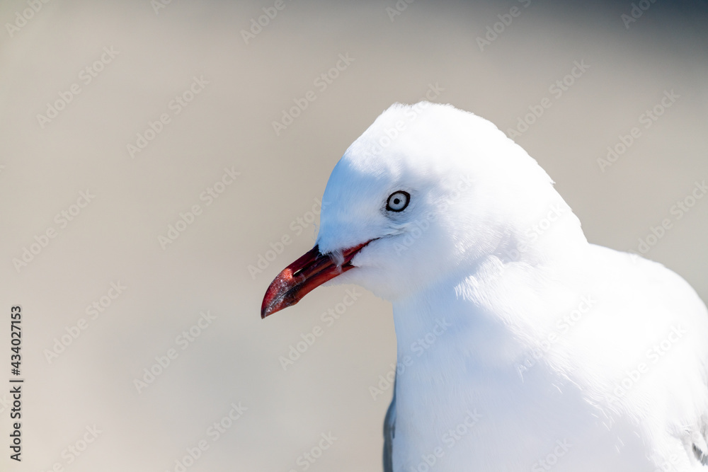 Red-billed gull in New Zealand closeup Red-billed gull in New Zealand closeup