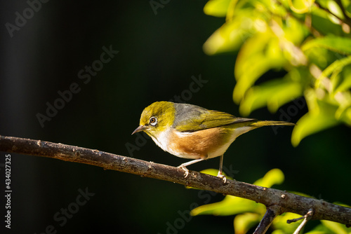 Close up of a Silvereye also known as a wax-eye or white-eye bird photo