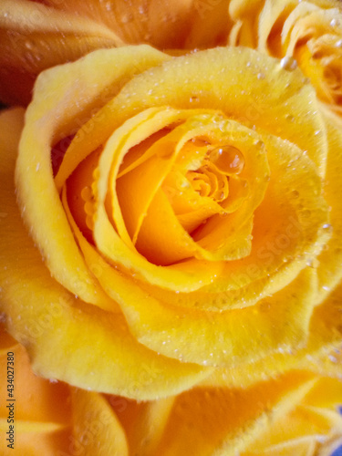 yellow roses on a black background with water droplets on the petals. High quality photo