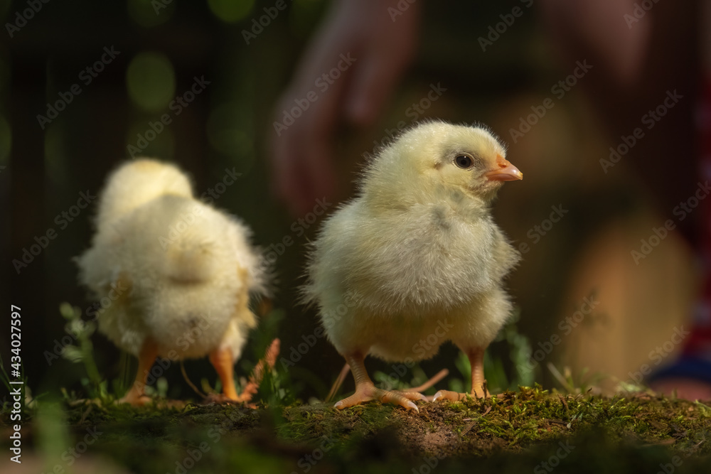Closeup of broiler chick with another in the background..