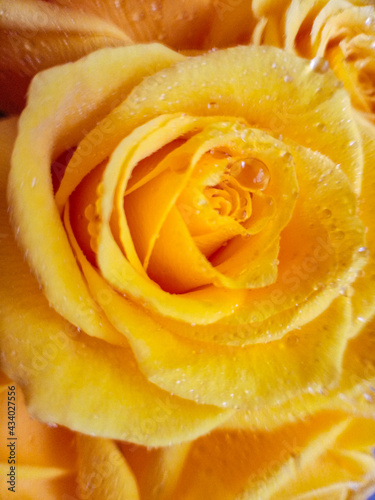 yellow roses on a black background with water droplets on the petals. High quality photo