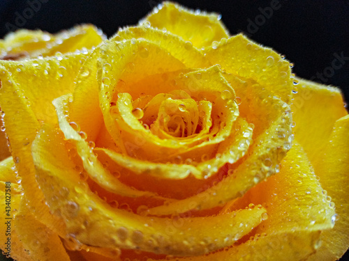 yellow roses on a black background with water droplets on the petals. High quality photo