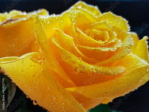 yellow roses on a black background with water droplets on the petals. High quality photo