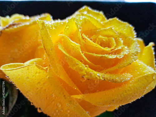 yellow roses on a black background with water droplets on the petals. High quality photo