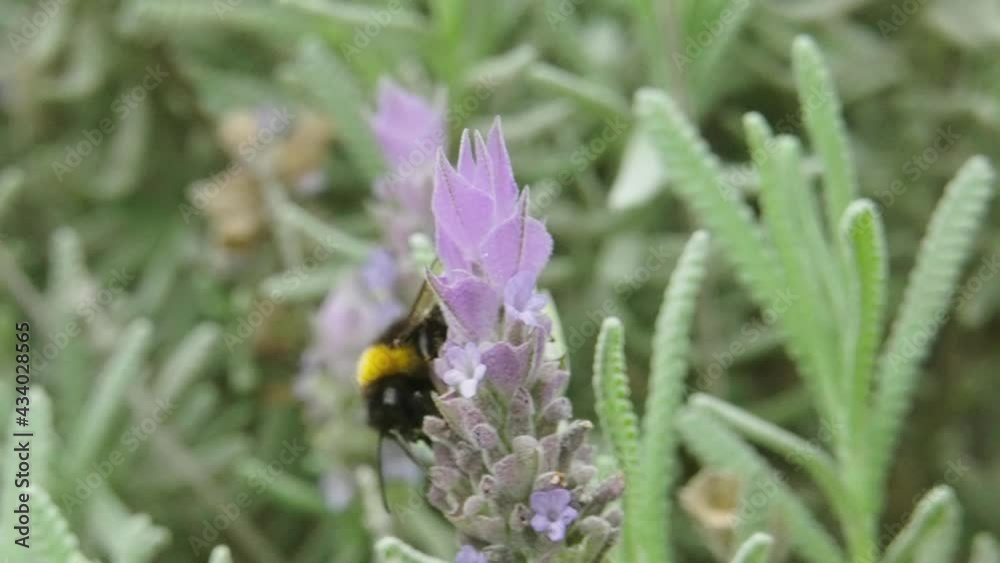 Beautiful bee hovering over the lavender plant to get pollen. - Macro Beautiful bee hovering over the lavender plant to get pollen. - Macro