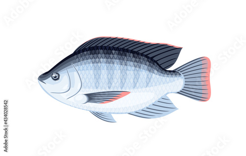 Tilapia fish. Vector illustration cartoon flat icon isolated on white background.