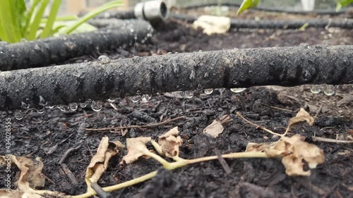 Water dripping from dripline, watering tomato plants. photo