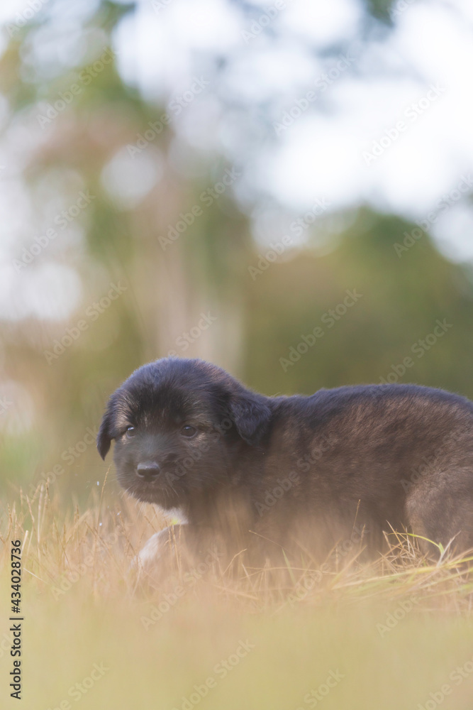 A newly born, dark brown puppy was lounging on the lawn in the evening. A newly born, dark brown puppy was lounging on the lawn in the evening.