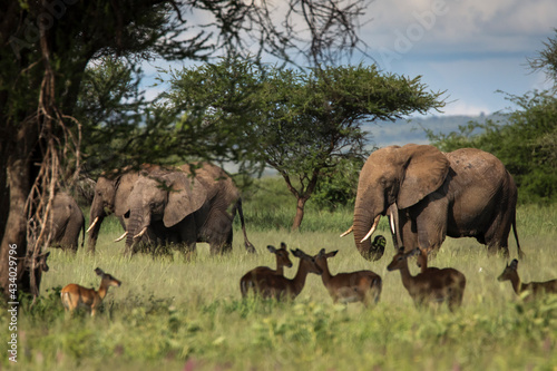 Beautiful elephants and impalas during safari in Tarangire National Park, Tanzania with trees in background.