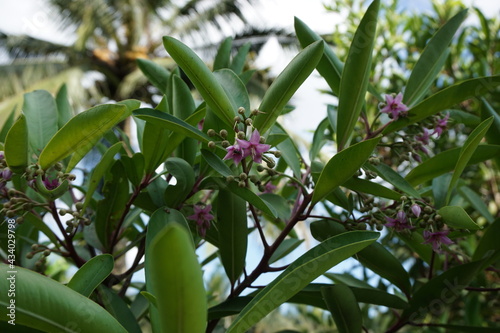Ardisia elliptica (shoebutton ardisia, duck's eye and coralberry) with a natural background. Indonesian call it lempeni photo