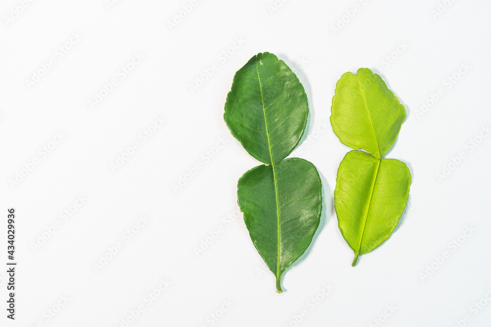 .The bergamot and kaffir lime leaves have a pungent aroma and are commonly used herbs for cooking with fishy smell.. .The bergamot and kaffir lime leaves have a pungent aroma and are commonly used herbs for cooking with fishy smell..