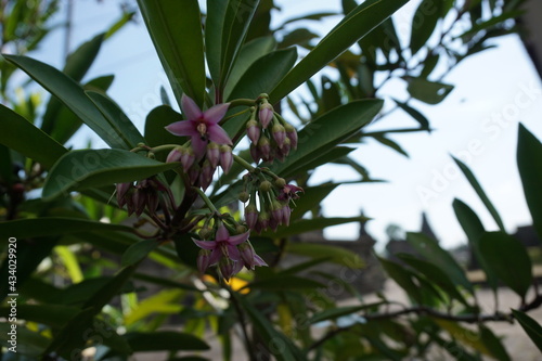 Ardisia elliptica (shoebutton ardisia, duck's eye and coralberry) with a natural background. Indonesian call it lempeni photo