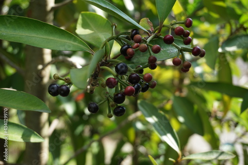 Ardisia elliptica (shoebutton ardisia, duck's eye and coralberry) with a natural background. Indonesian call it lempeni photo