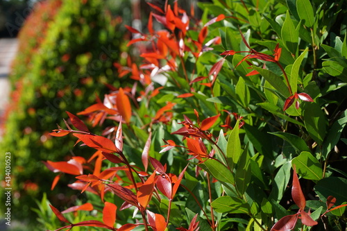 Syzygium oleina in the nature. This plant also Syzygium oleina, pucuk merah, daun pucuk merah, and Syzygium myrtifolium photo