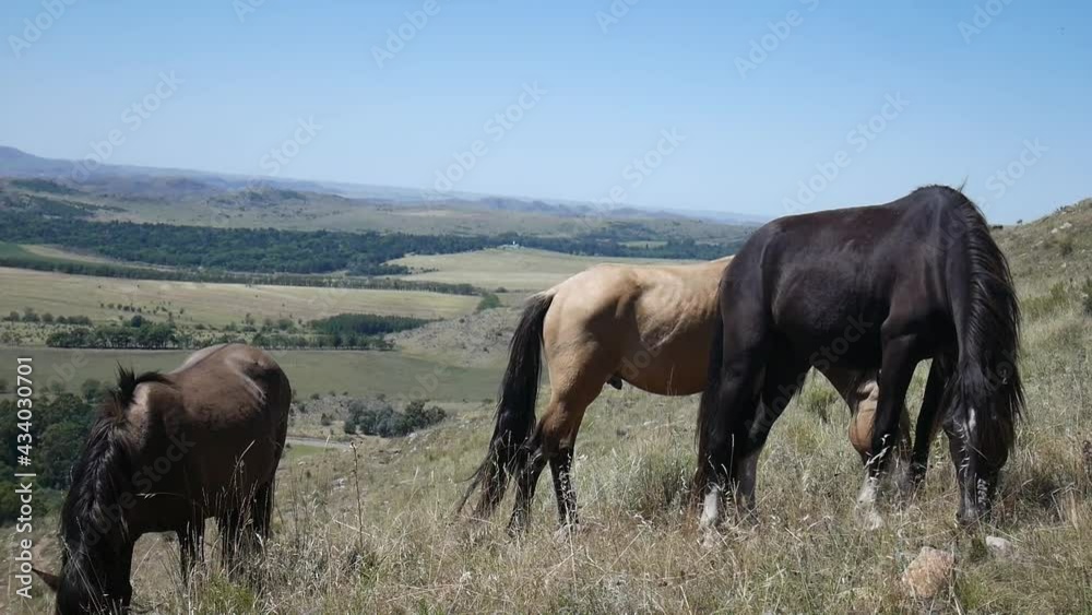 Three horses eating grass in the mountains, blue sky and crop field. Foreground plane. Three horses eating grass in the mountains, blue sky and crop field. Foreground plane.