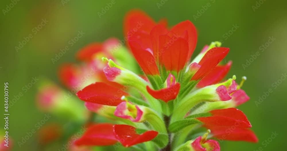 Closeup static shot of Indian Paintbrush flower or Prairie-Fire (Castilleja) Closeup static shot of Indian Paintbrush flower or Prairie-Fire (Castilleja)