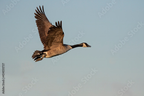 Canada goose ( Branta canadensis) in flight
