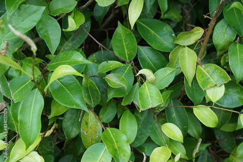 Ficus benjamina (weeping fig, benjamin fig, ficus tree) leaves with a natural background. Indonesian call it beringin, ringin or waringin photo