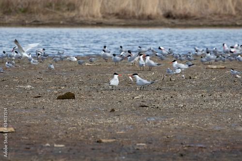 Smaller colony of birds, Caspian and Common terns on the shores of Lake Michigan in Wisconsin.