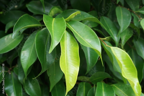 Ficus benjamina (weeping fig, benjamin fig, ficus tree) leaves with a natural background. Indonesian call it beringin, ringin or waringin