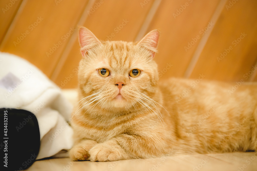 Cute little orange cat lying on the floor of the house.