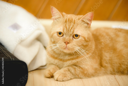 Wallpaper Mural Cute little orange cat lying on the floor of the house. Torontodigital.ca